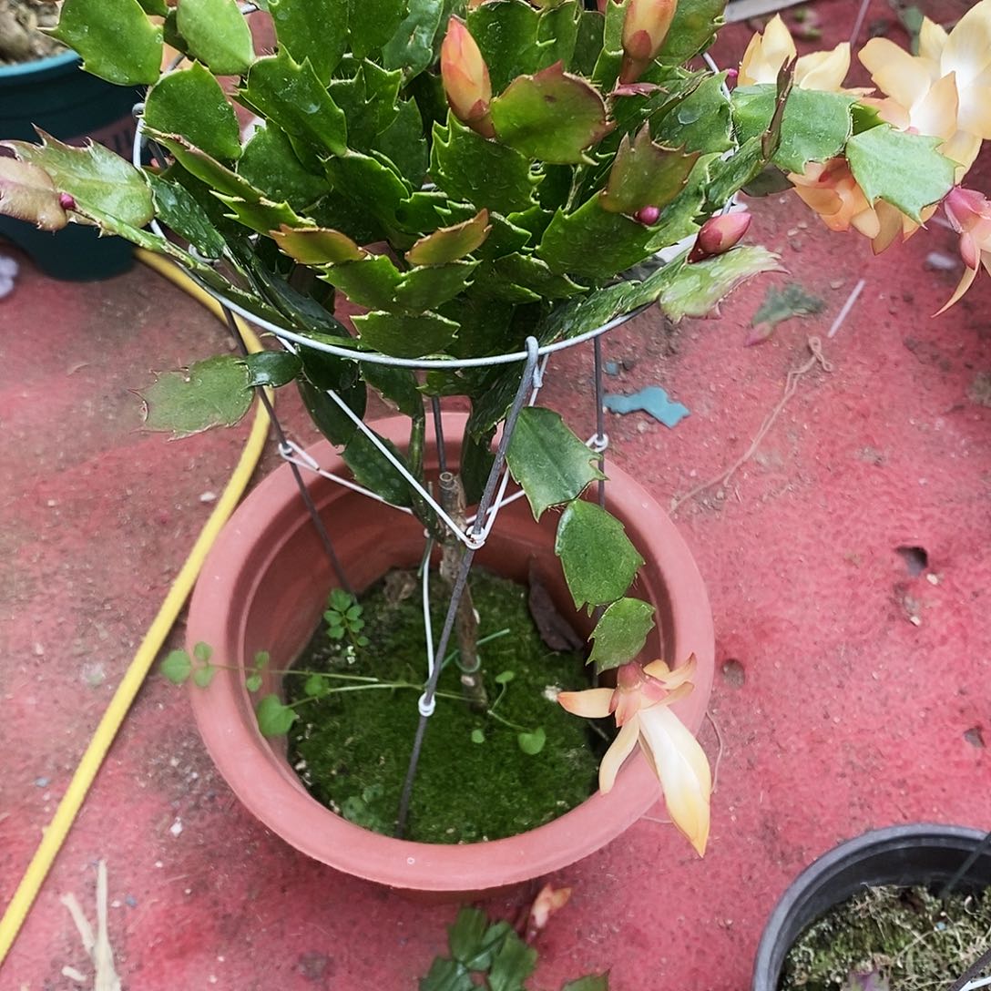 桃****完全开放福利款单层