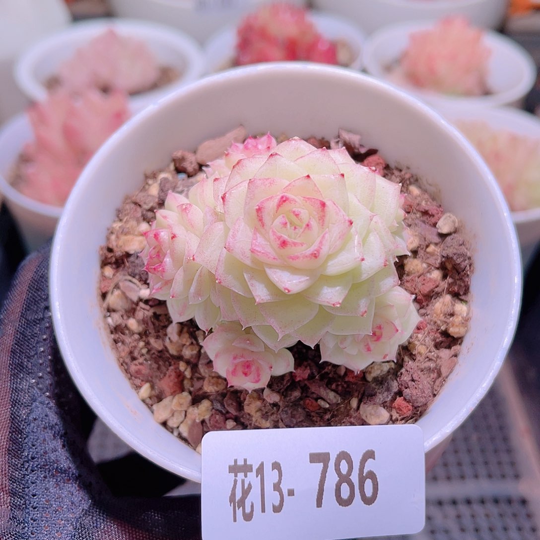 花利美13-786白天鹅