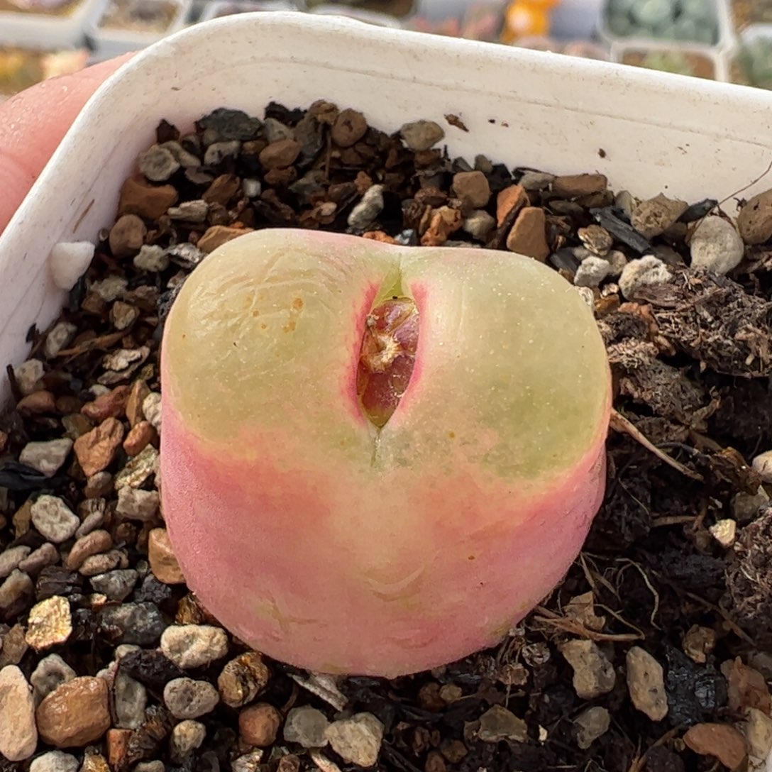 117多肉植物百科