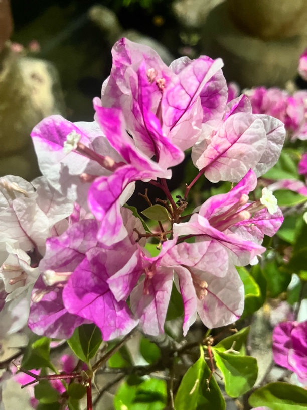 三角梅盆景一物一拍