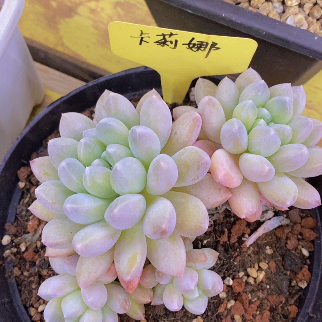 快乐至上，开心无价，一物一拍