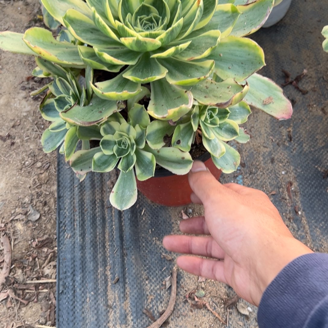 317香炉盘多肉植物法师多肉