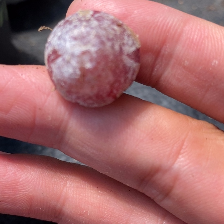 712红灯泡一颗一颗