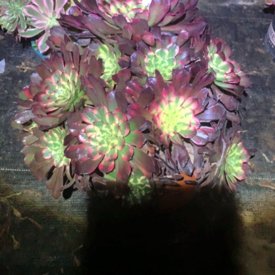 多肉植物烟花958