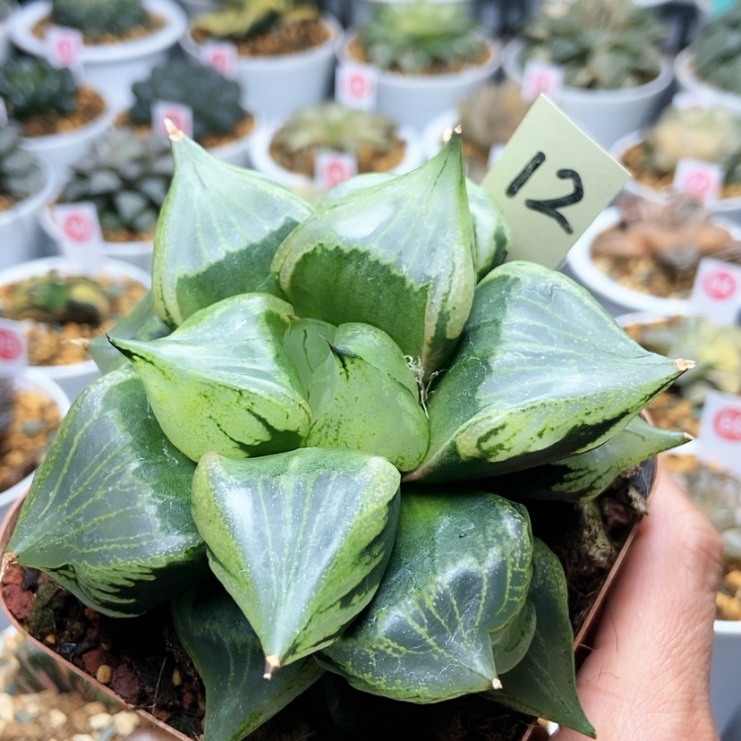 【闪购商品】12裹般若