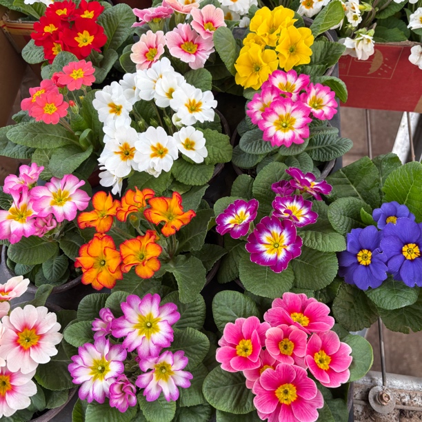 【缤纷甄选】精品欧洲报春到手四盆四色