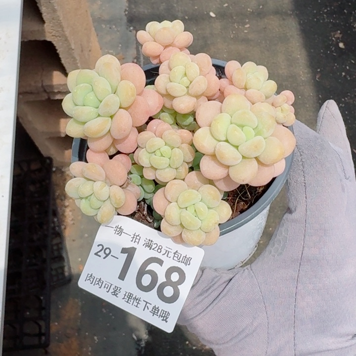 洛可可多肉多肉多肉植物多肉