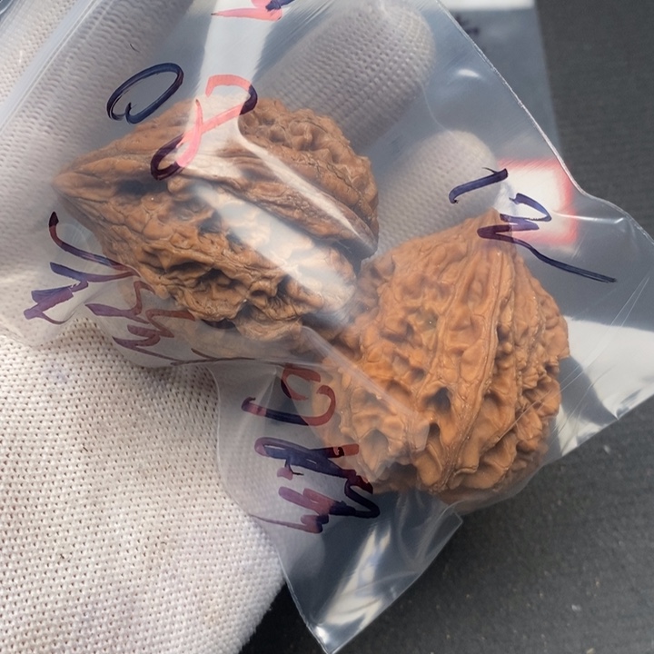 手串/手链橄榄核文玩核桃哈哈哈哈