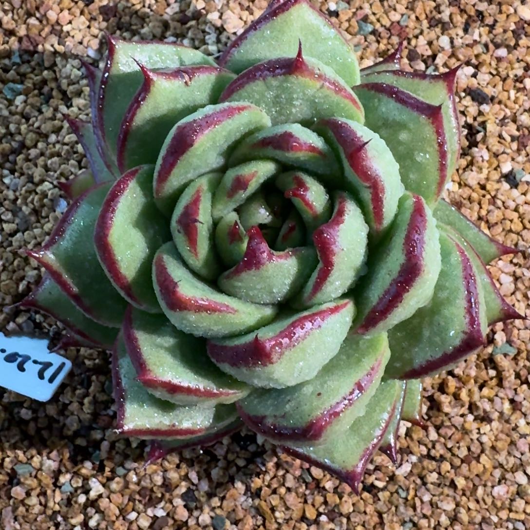 从前慢多肉精选编号1225.221