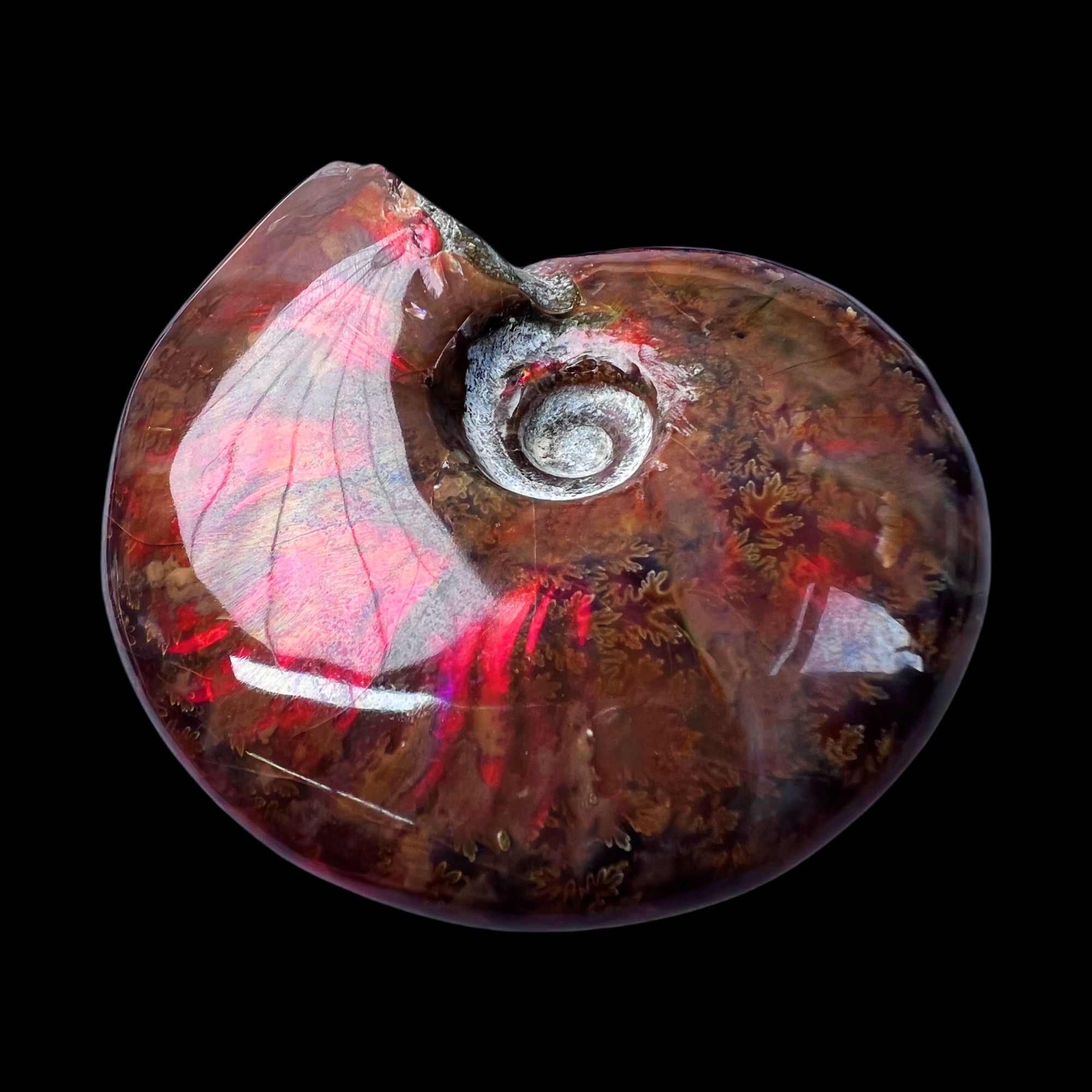 【 叶菊石（火凤凰）】76.8mm 马达加斯加 古贝壳 N-50 创意饰品 A39