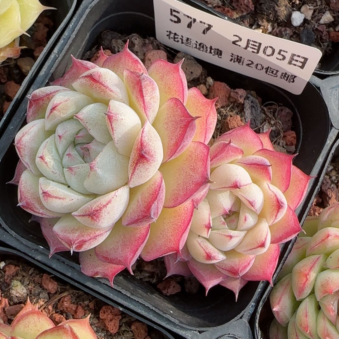 花语逸镜0205-577