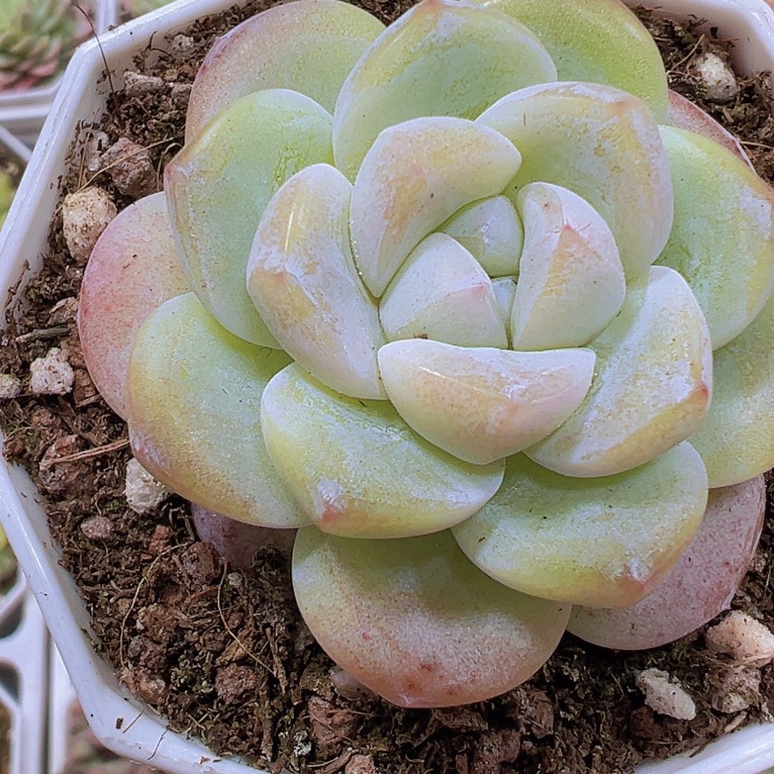 钻石冰玉2盆19包邮多肉植物