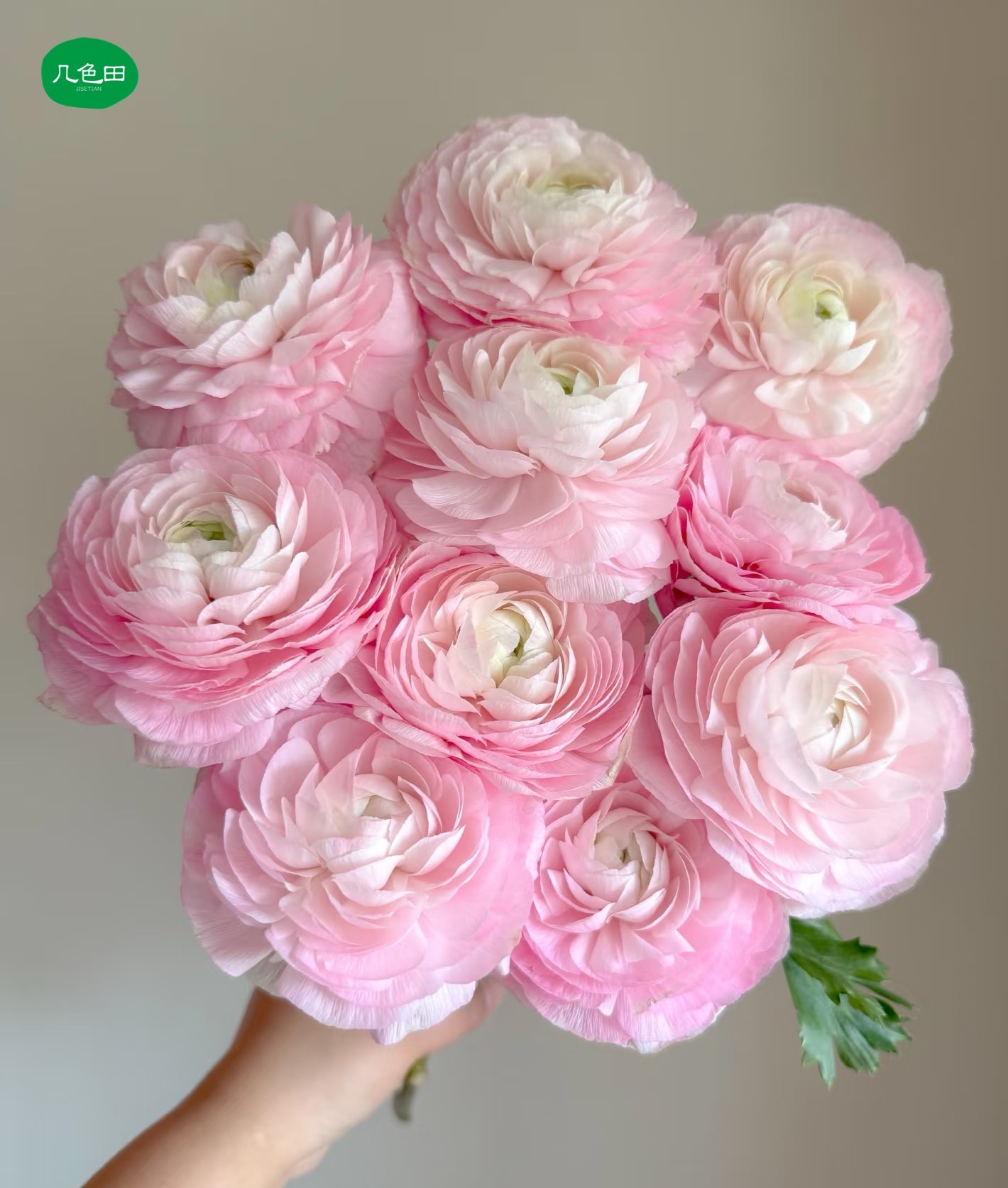 樱花粉洋牡丹----云南直发鲜花云南花插花鲜花