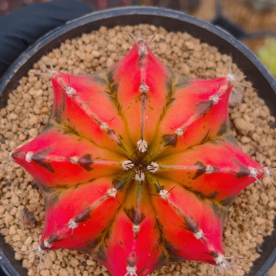 实生你好 微瑕特价