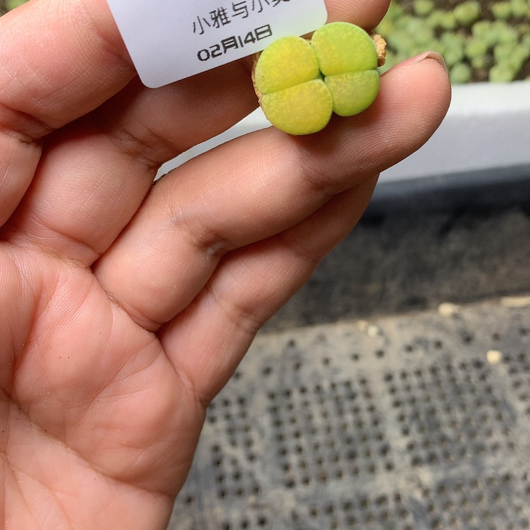 K398多肉植物保护研究所