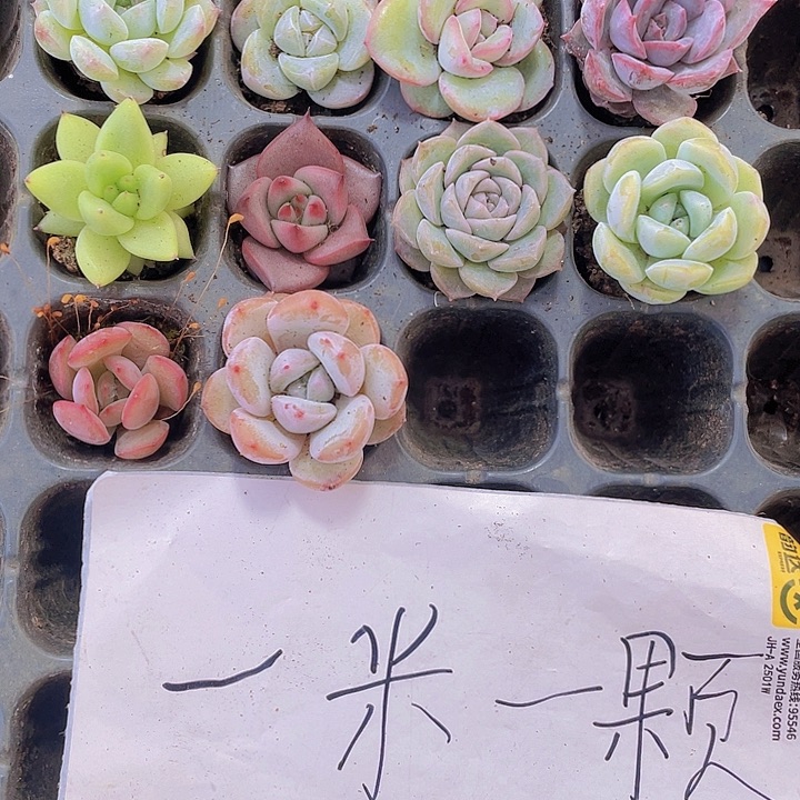 精品9.9米10颗拼盘