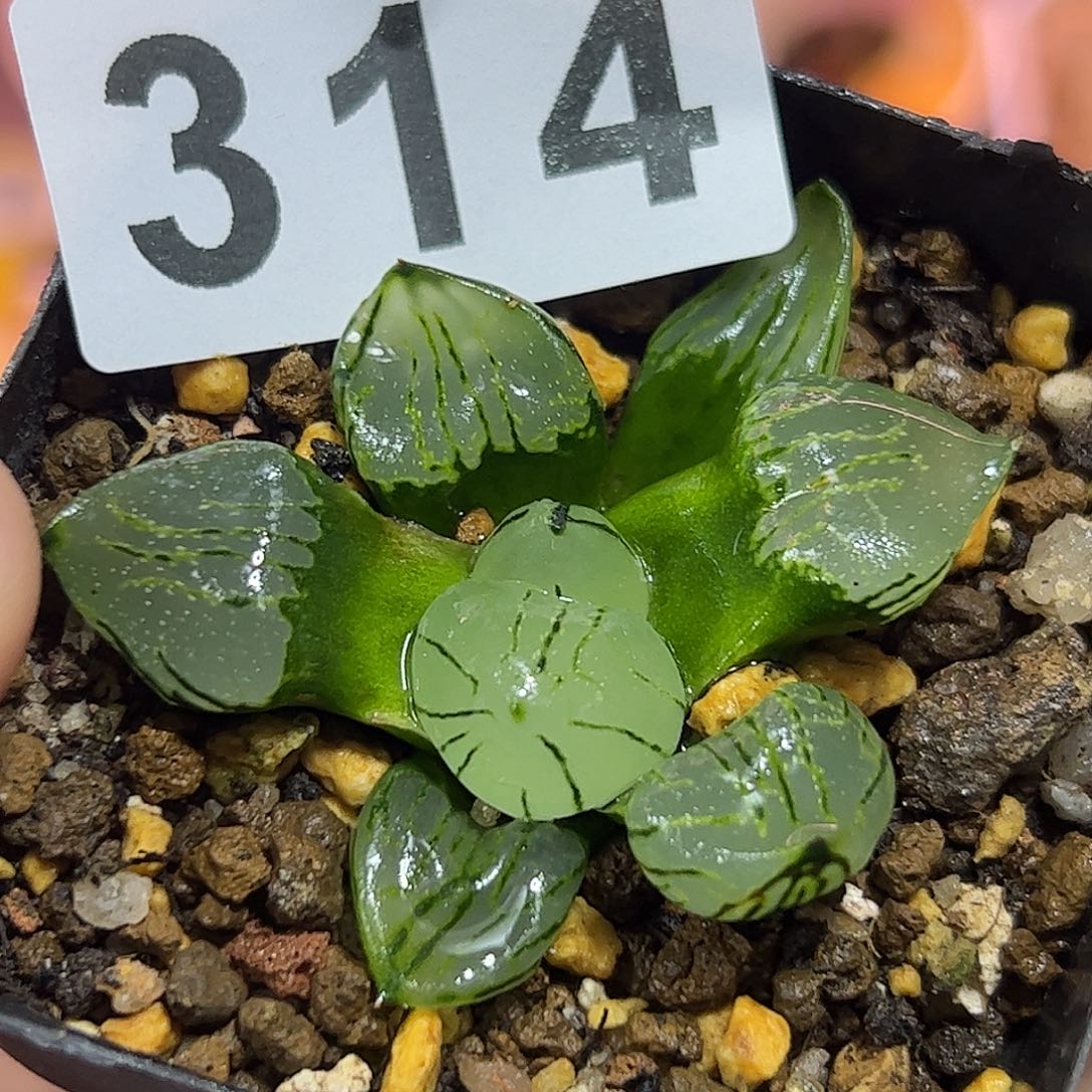 魔晶球十二卷多肉植物