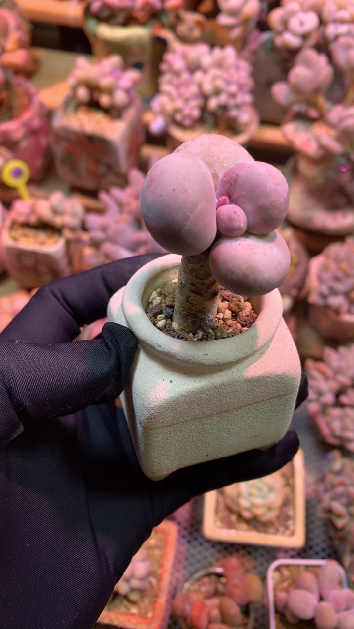 年菩提大叶石化锦