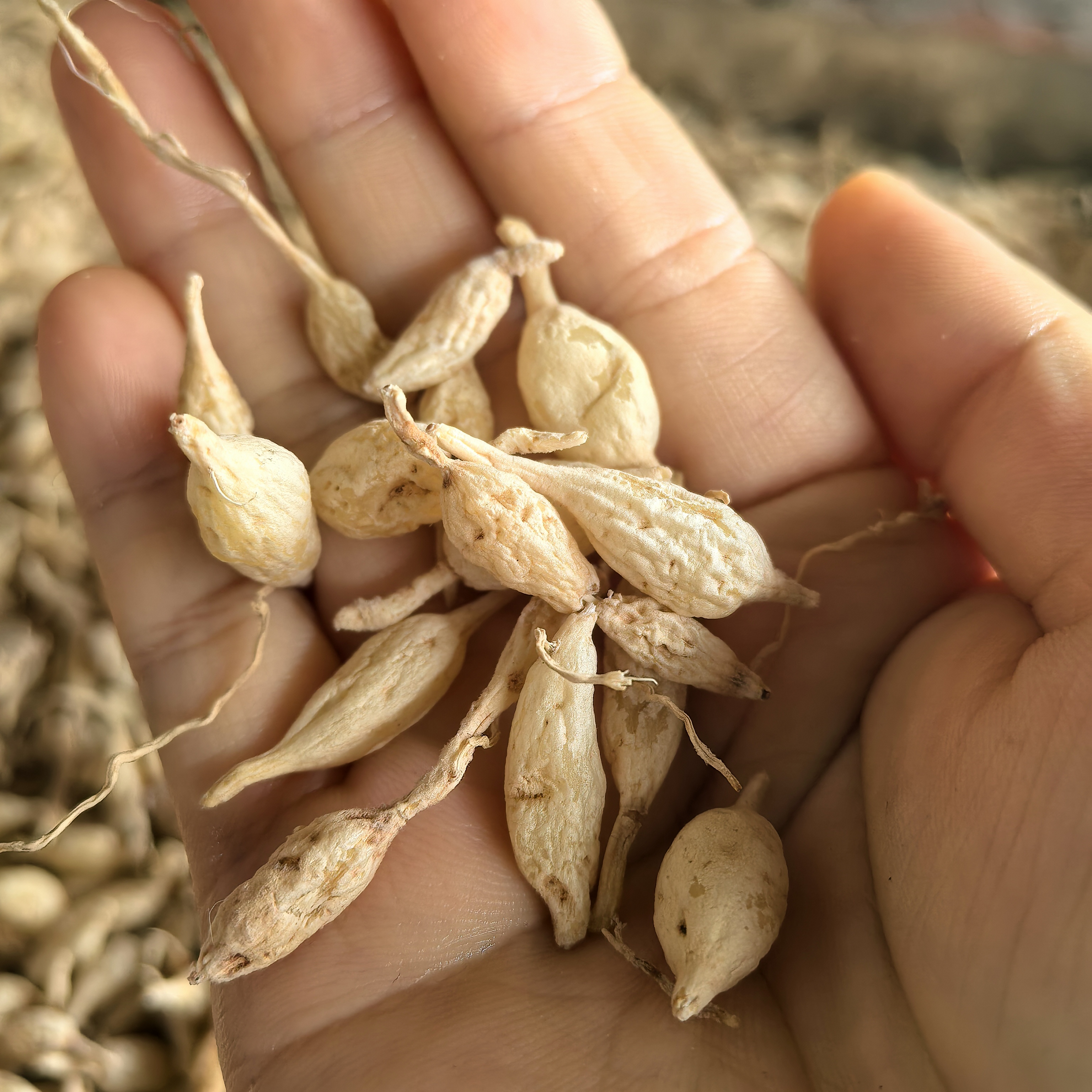 麦冬-野生麦冬-川陈皮之乡的野生麦冬