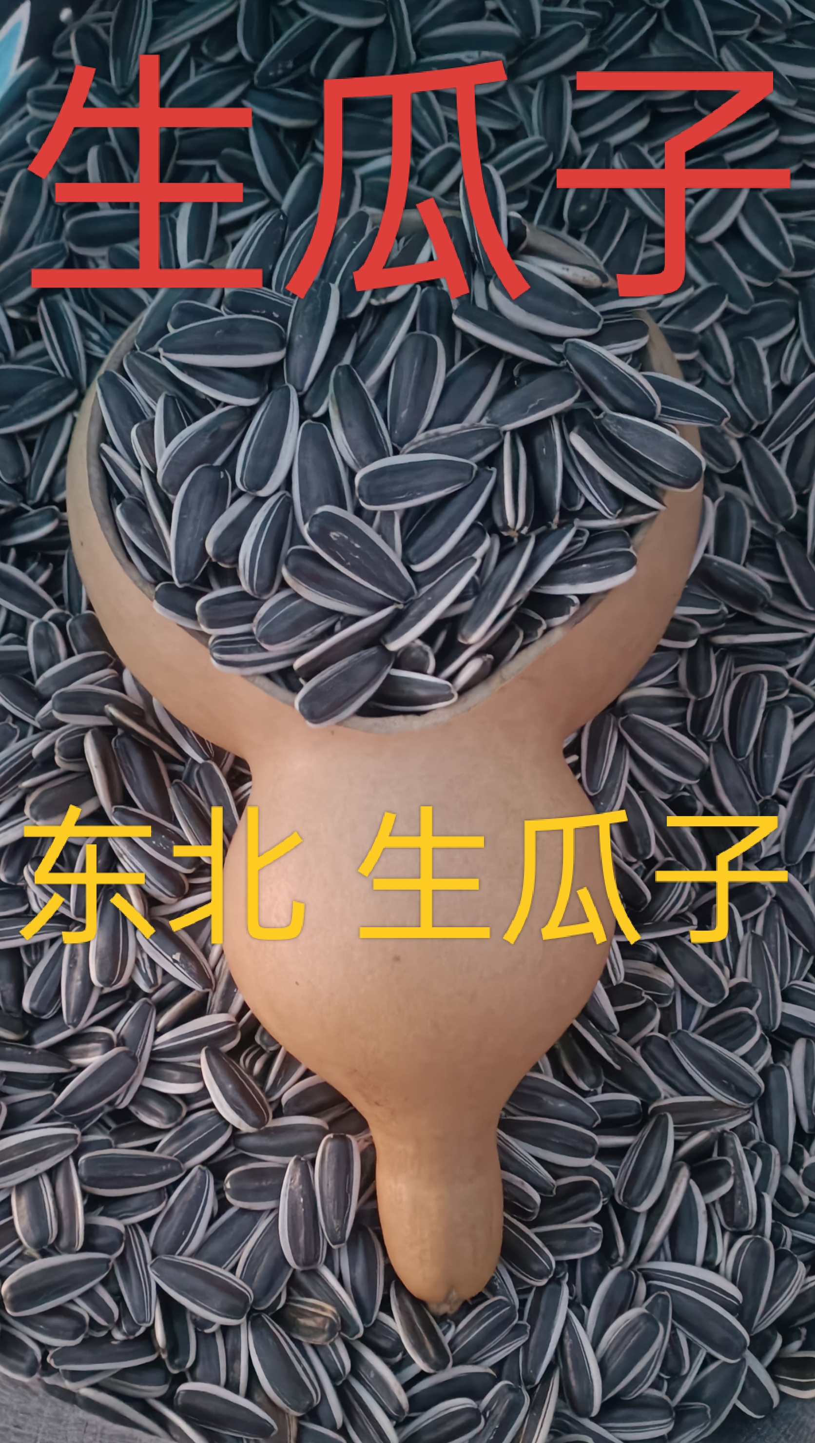 东北 新葵花子 生瓜子 5斤包邮