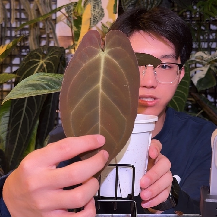 完全开放M128霍夫曼杂黑paip