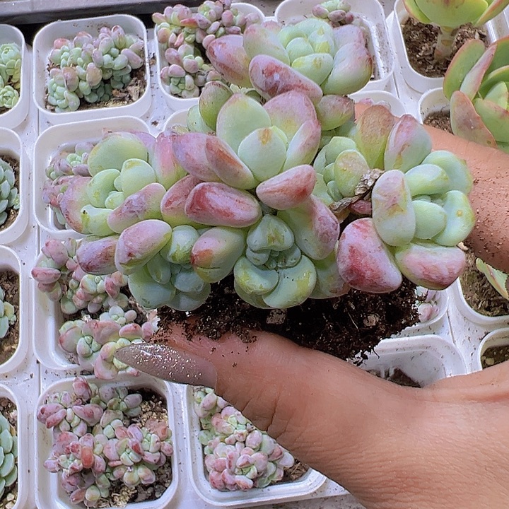 罗琦19包邮多肉植物