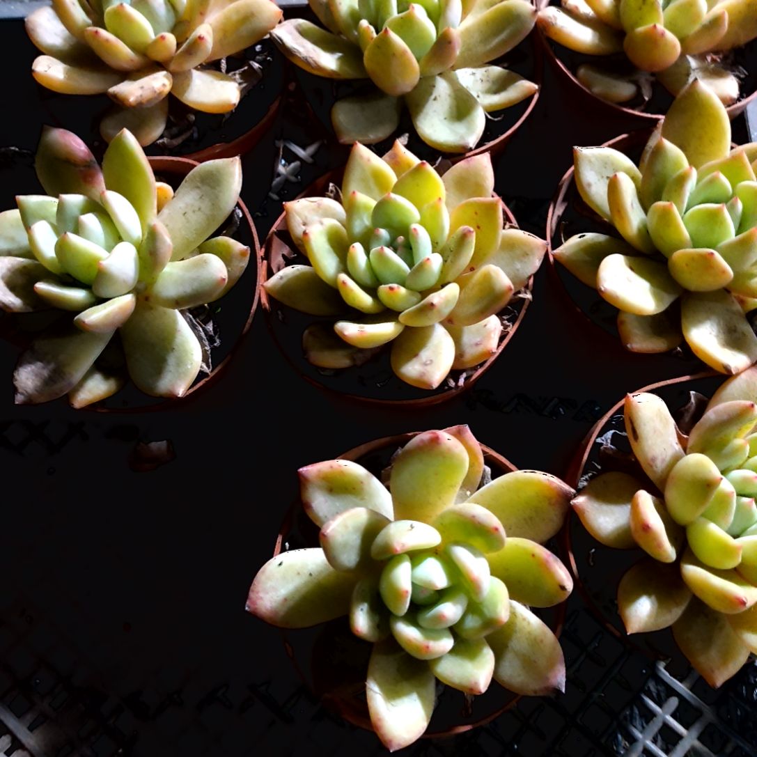 满6元包邮，大颗香槟