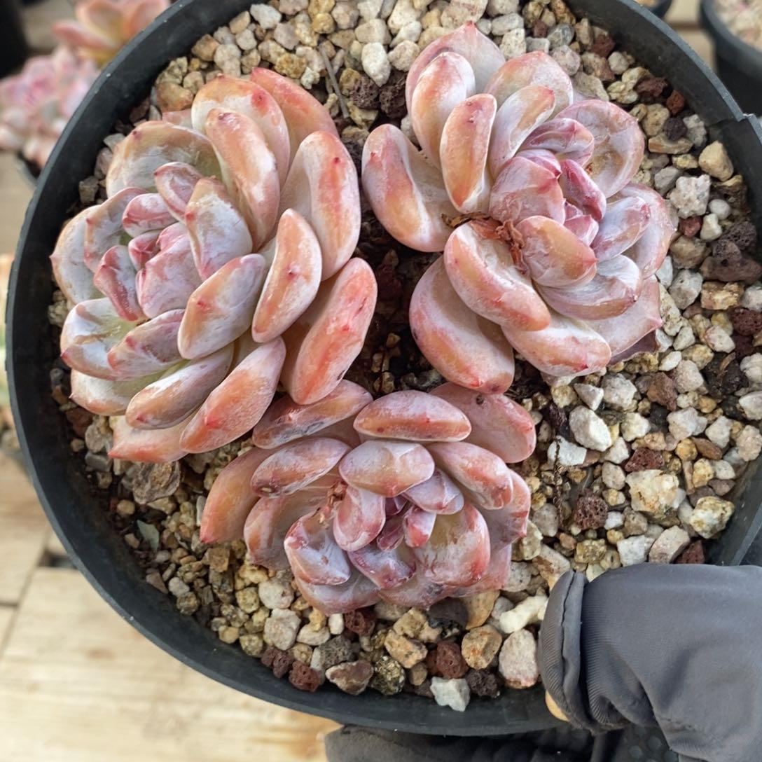 三头绿底紫心趴地   