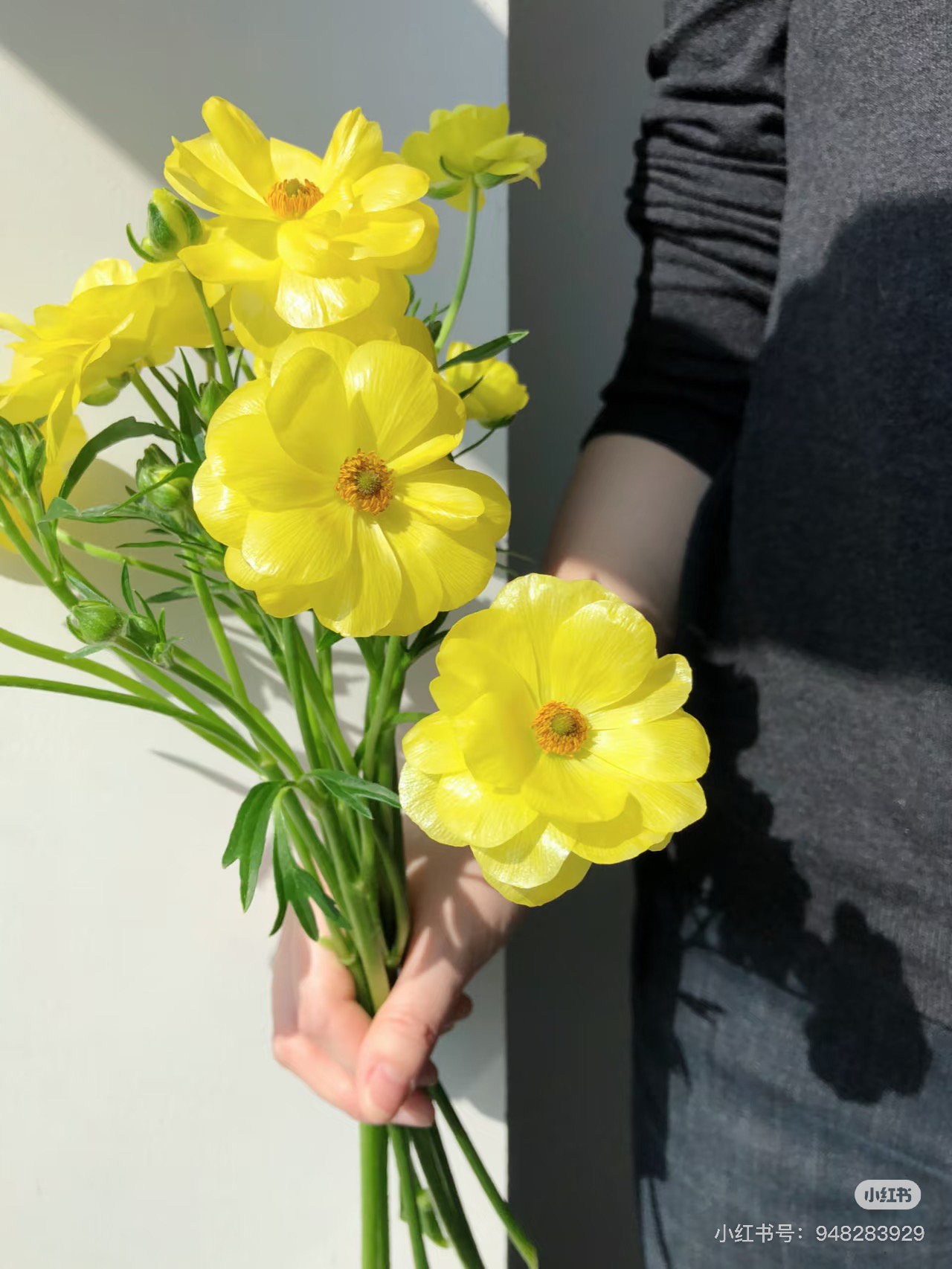 蝴蝶洋牡丹（奶黄色）有珠光质感洋牡丹的神