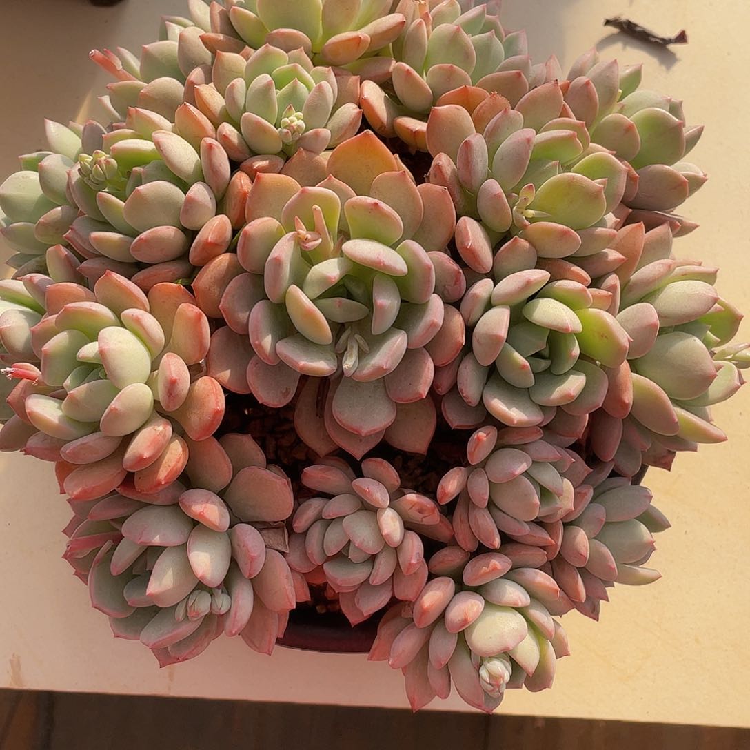 蜜桃格林的人多肉多肉