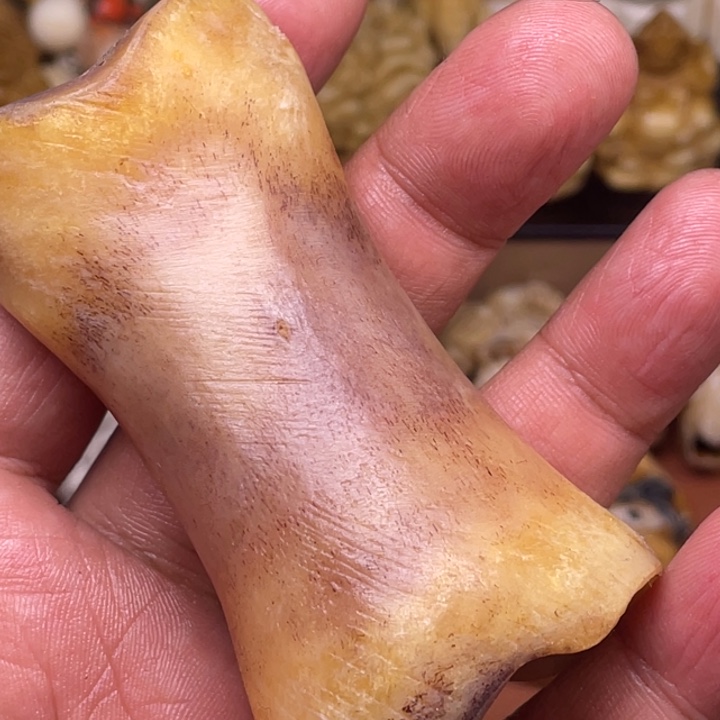 驼骨摆件人工养殖