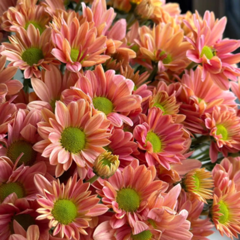 【多色小雏菊】云南鲜花 大把头 一单包邮花期超长昆明基地直发