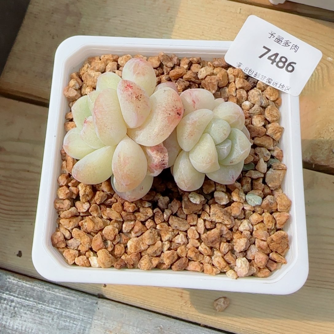 冰玉石化，7486多肉