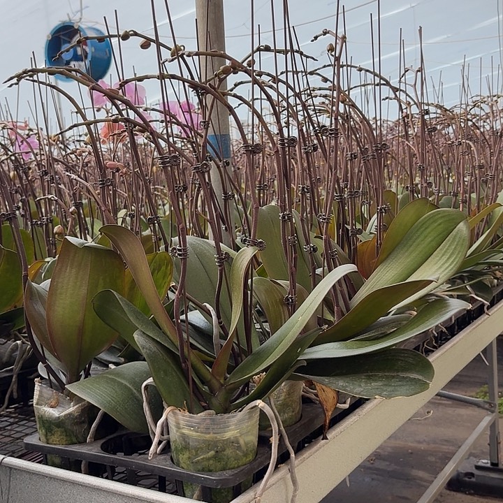 完全开放沙糖桔1颗一物一拍