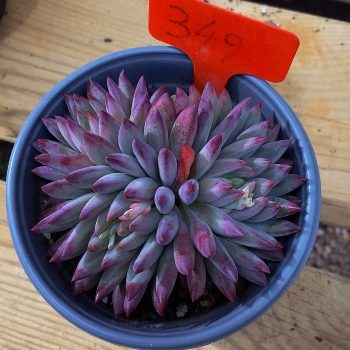 我要的东西不需要任何