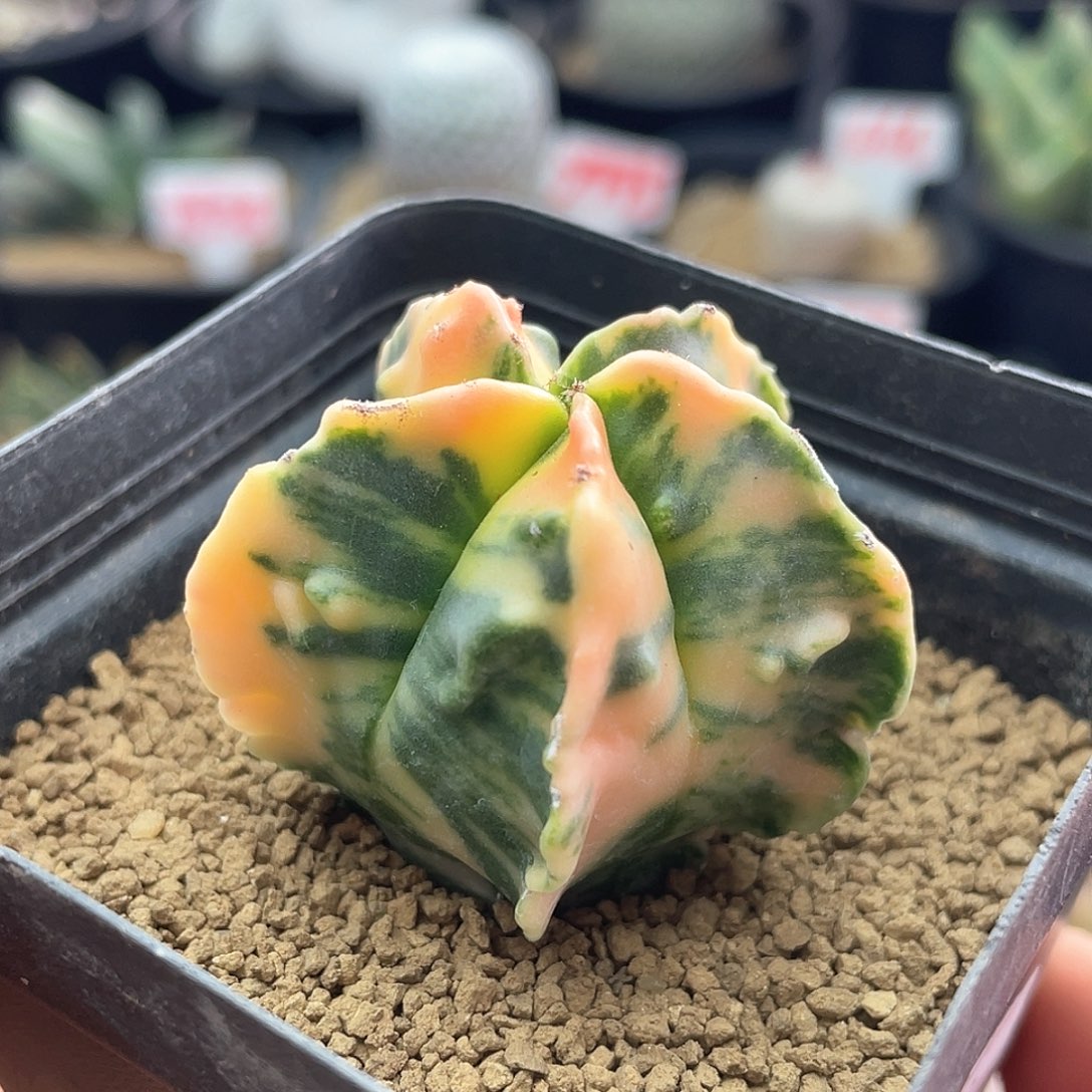 实生散斑五棱鸾凤玉仙人球多肉