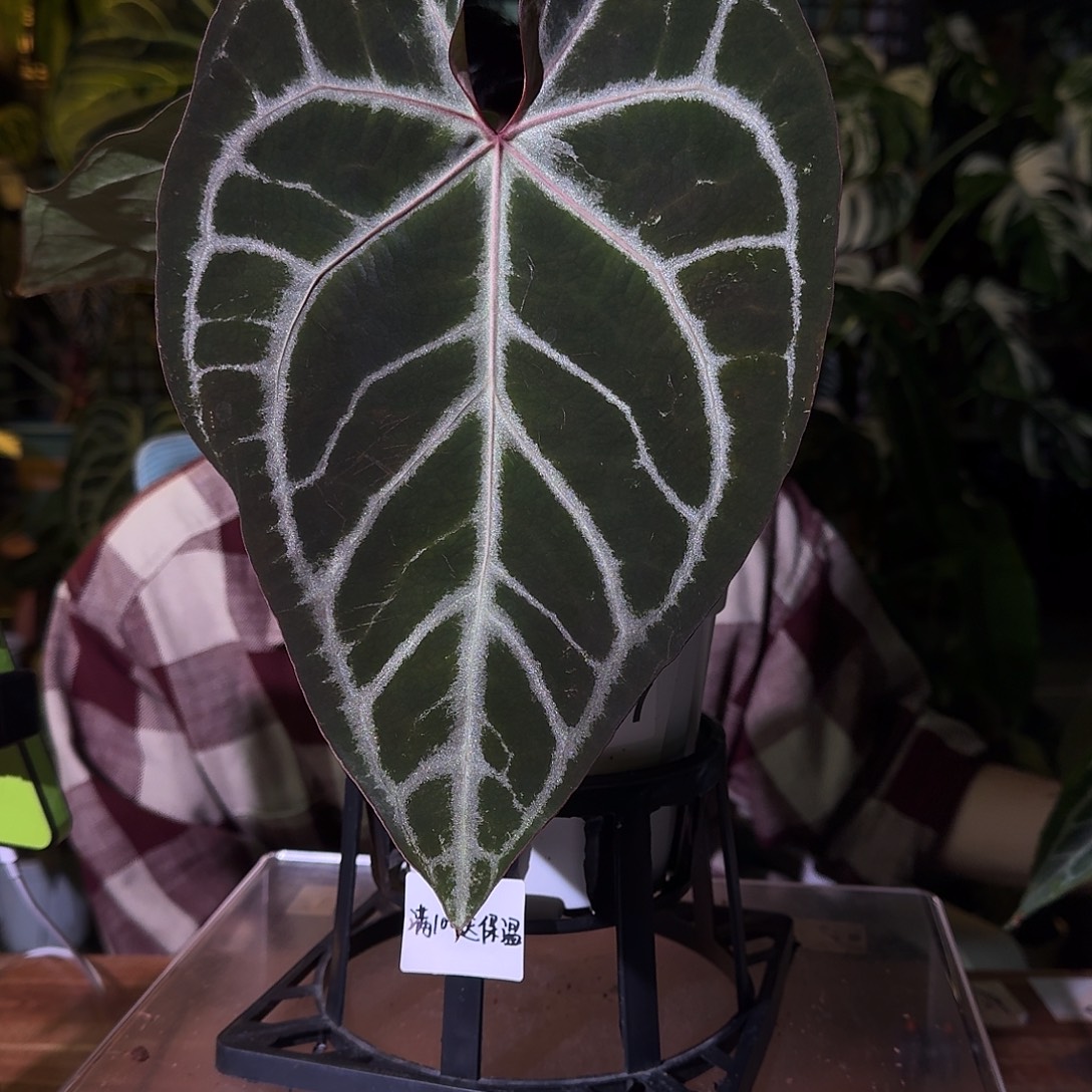 不开花植物G97华丽银杂粉水晶轻微摩擦无售后