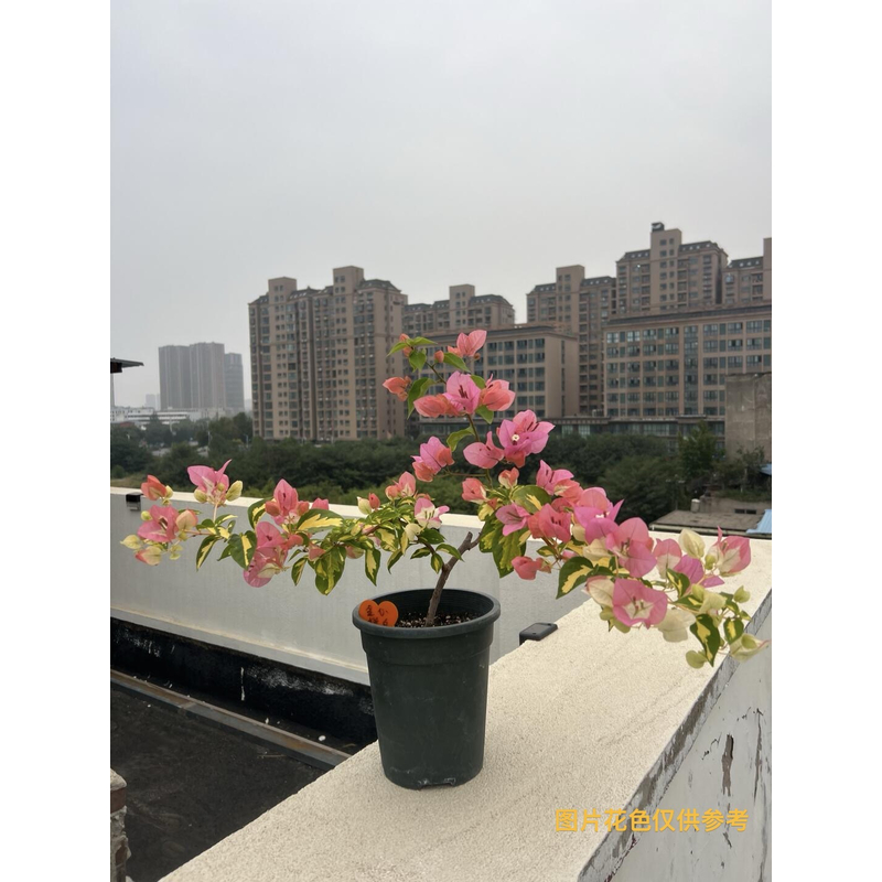 带花或带花苞【金心橙白】【粗杆】【包售后一个月】【包对版】三角梅