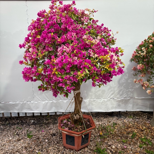 金边漳红樱三角梅大粗老桩