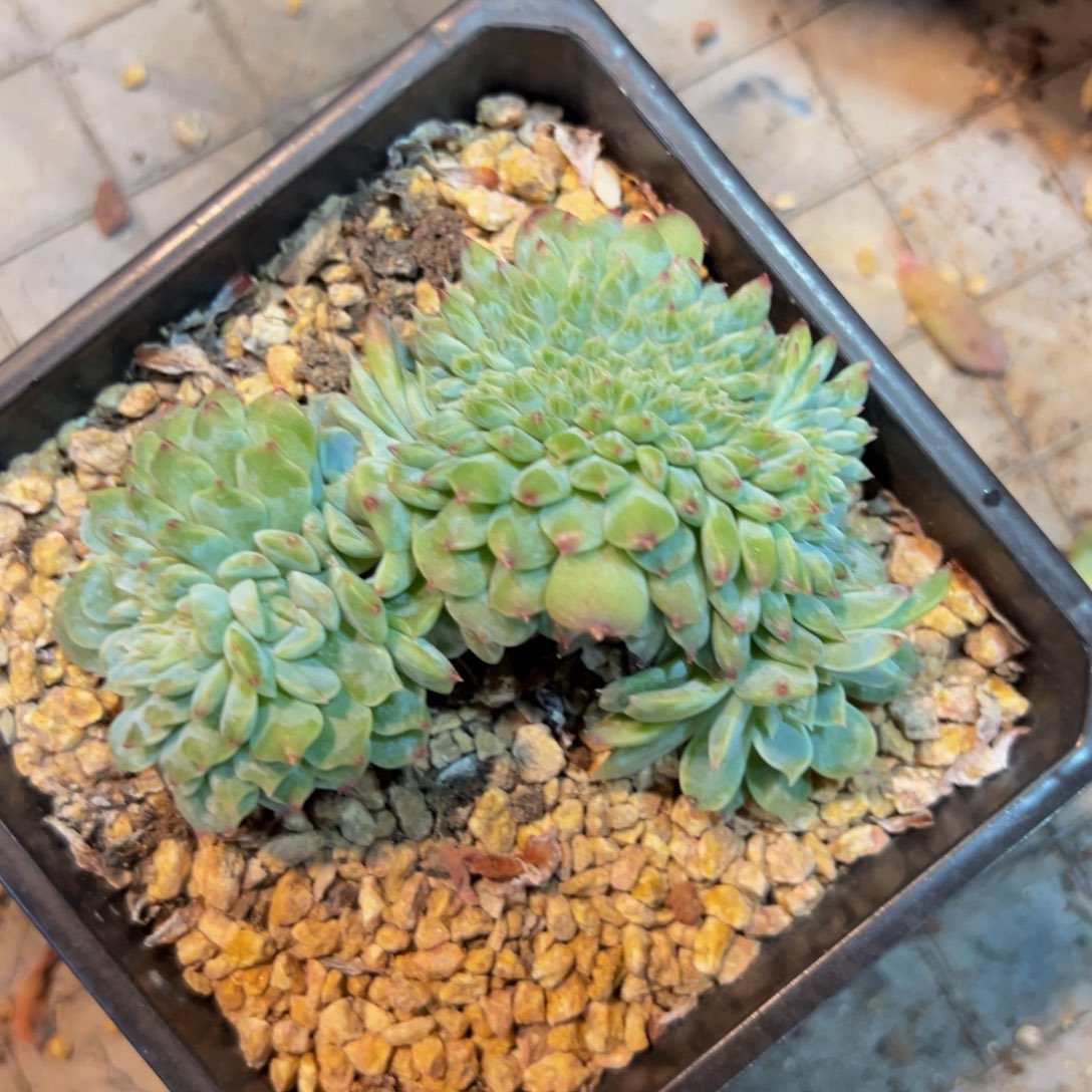 新年快乐 新年快乐