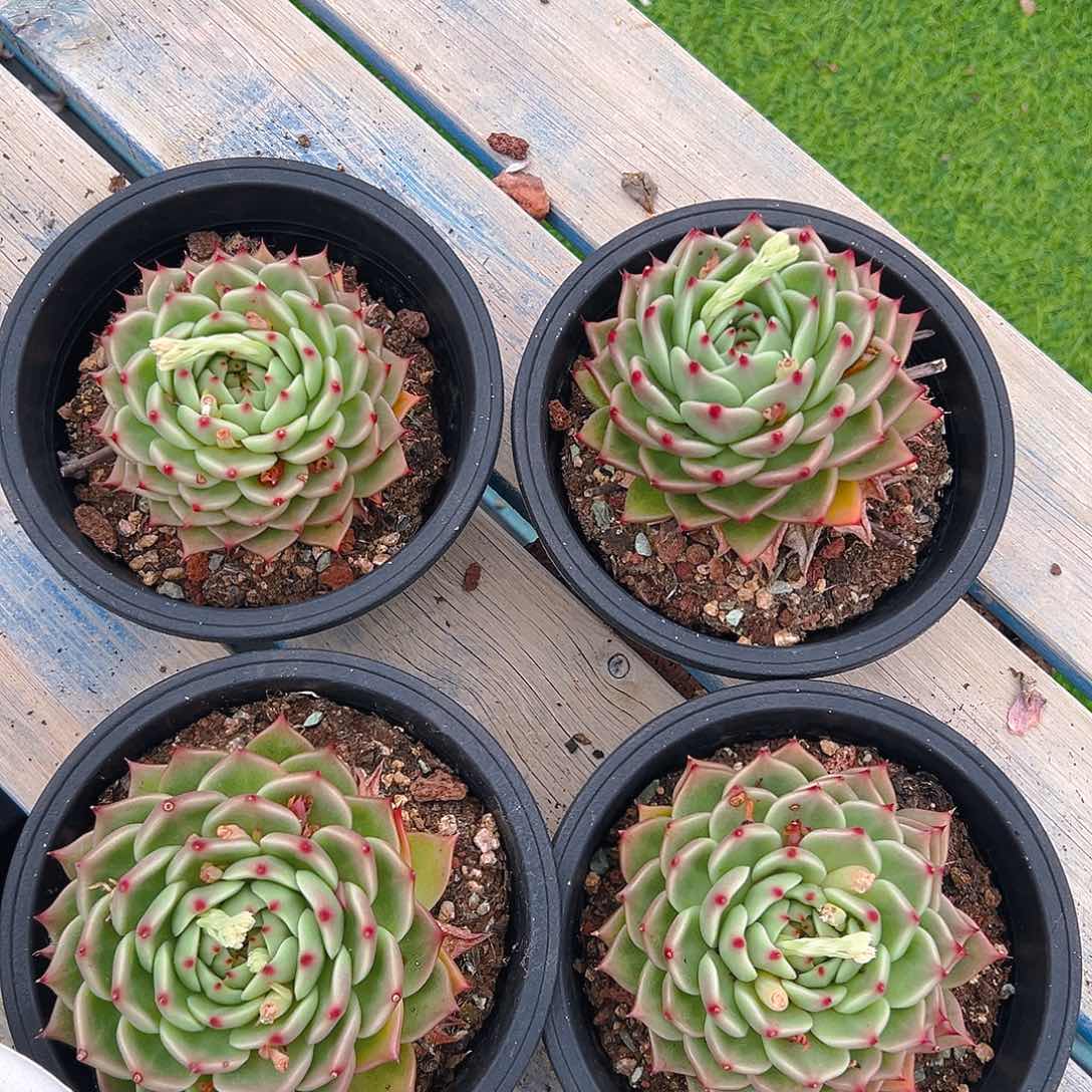 蓝龙多肉，满18包邮