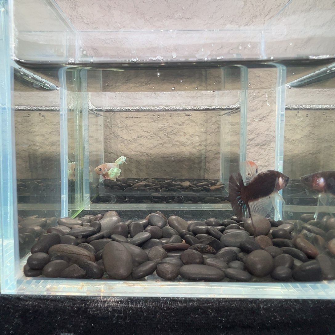 斗鱼阿浩泰斗11日90