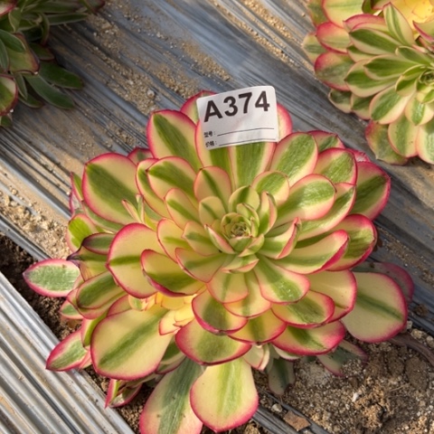 多肉植物荔枝捧花