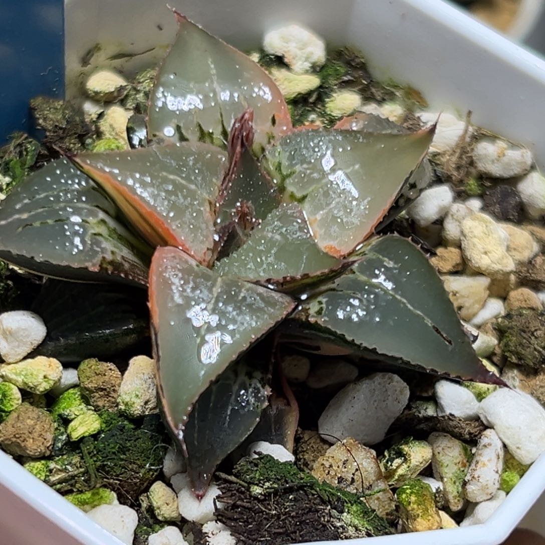 恭喜发财大吉大利860