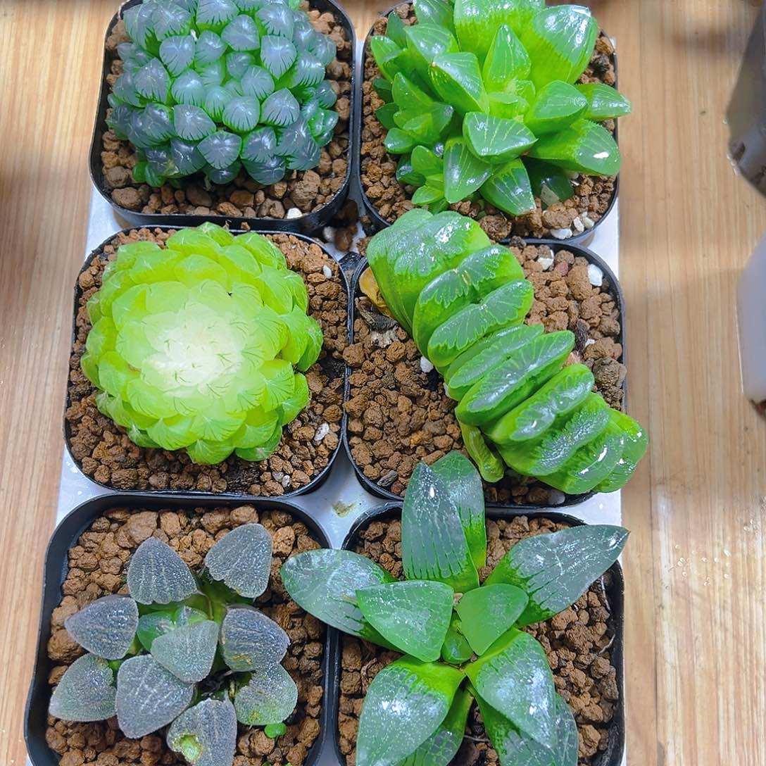 新人套餐玉露多肉6颗