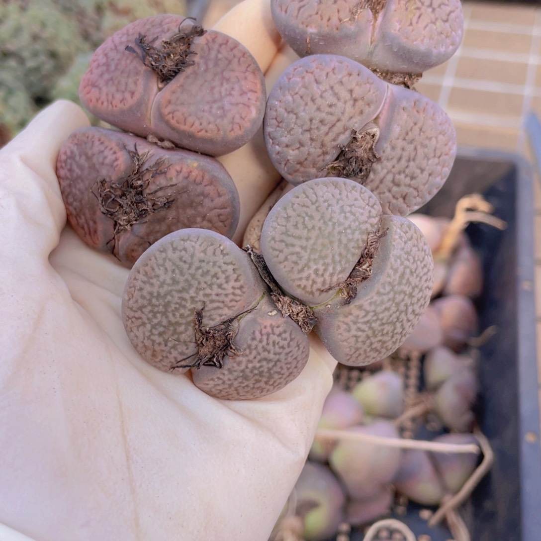 3颗双头富贵8888888800000