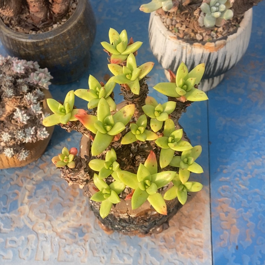 苹果叶多肉植物啦啦啦