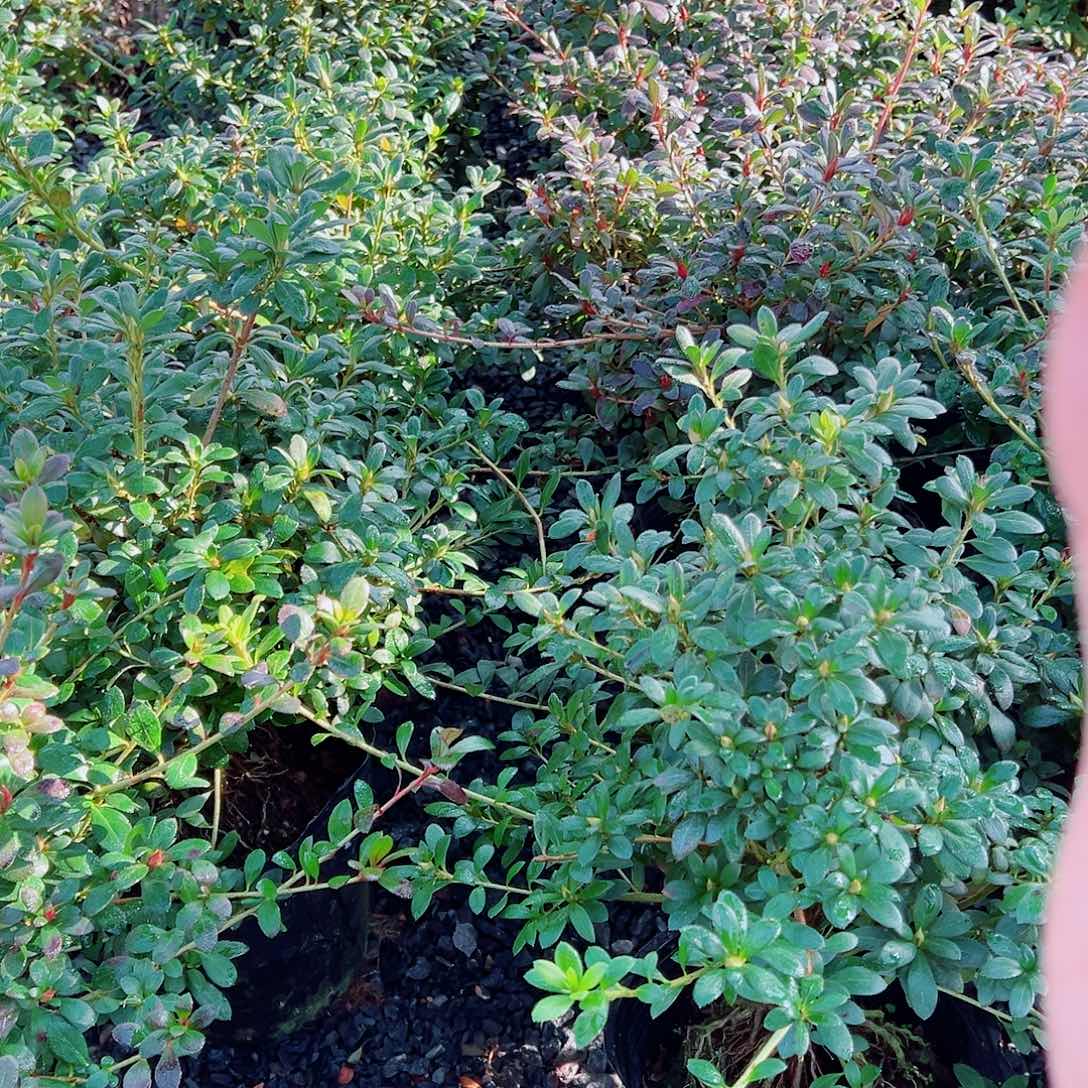 无花朵盆景皋月杜鹃绢之舞