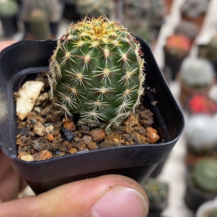 实生红刺青花虾特价