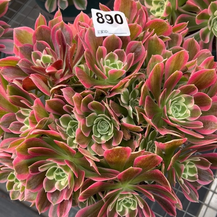 890白凤25厘米左右